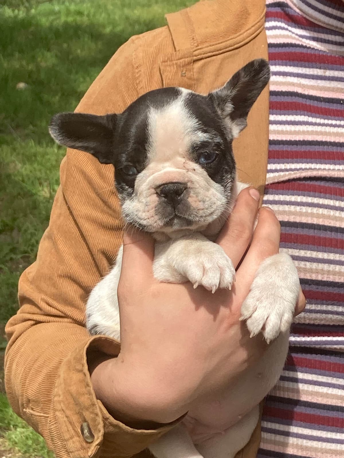 Pointer Puppies breeder image 18
