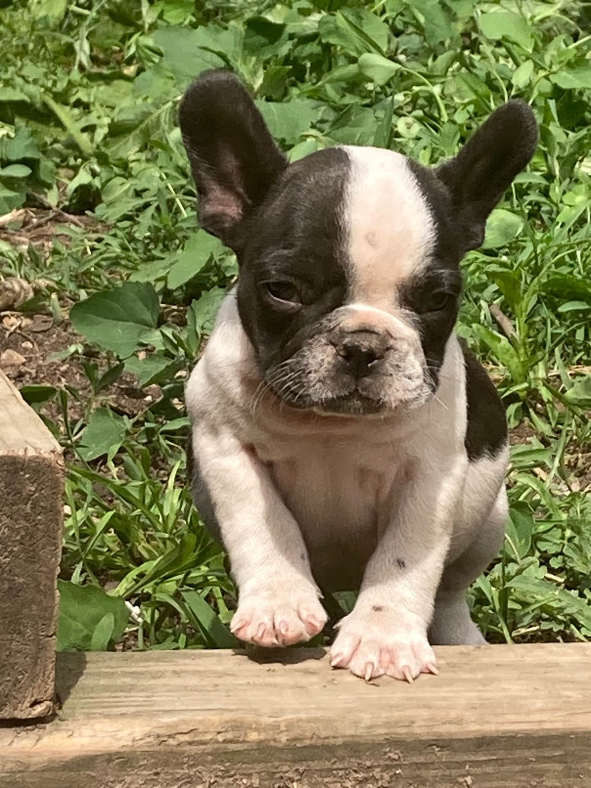 Pointer Puppies breeder image 19