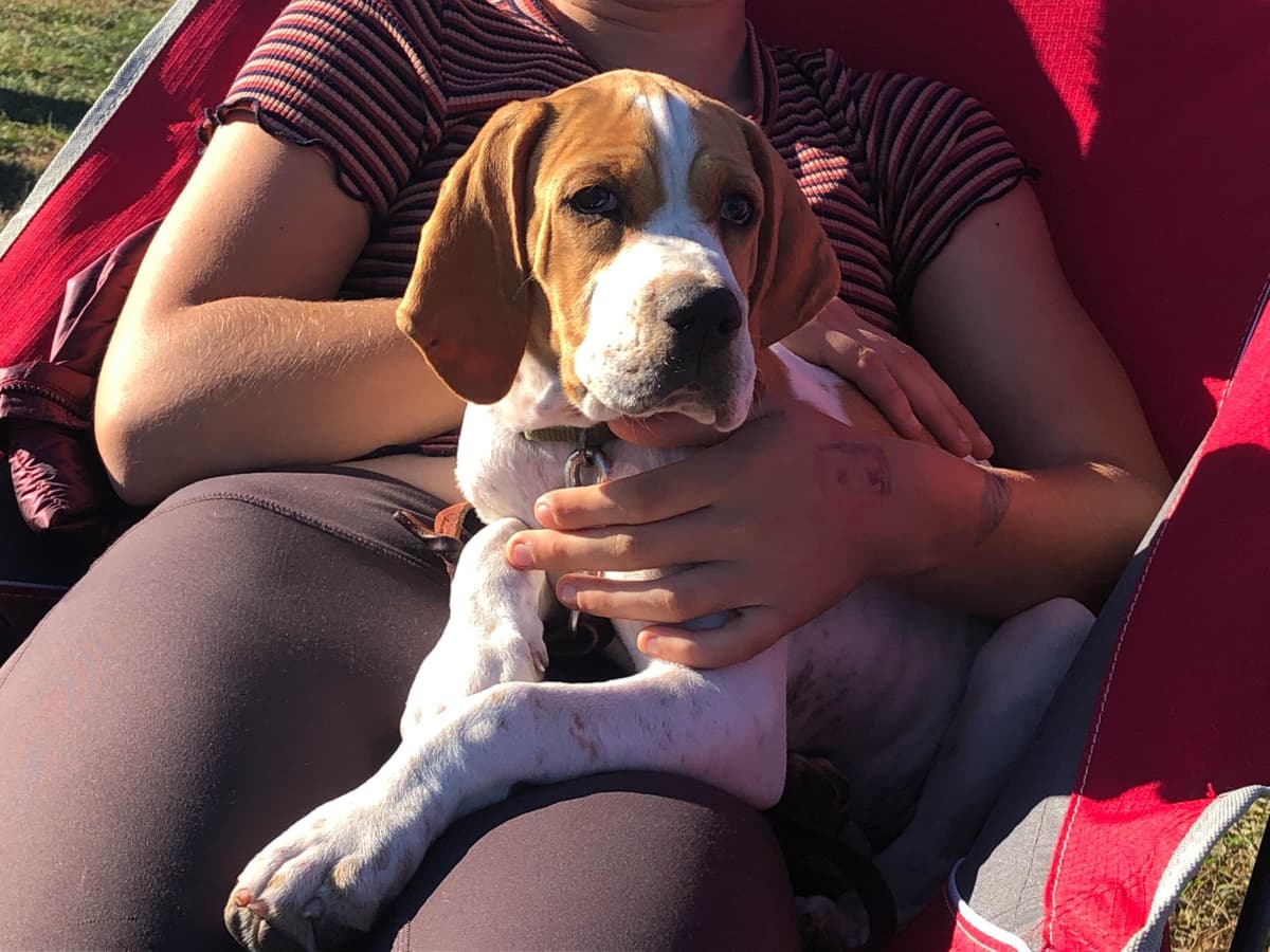 Pointer Puppies breeder image 23