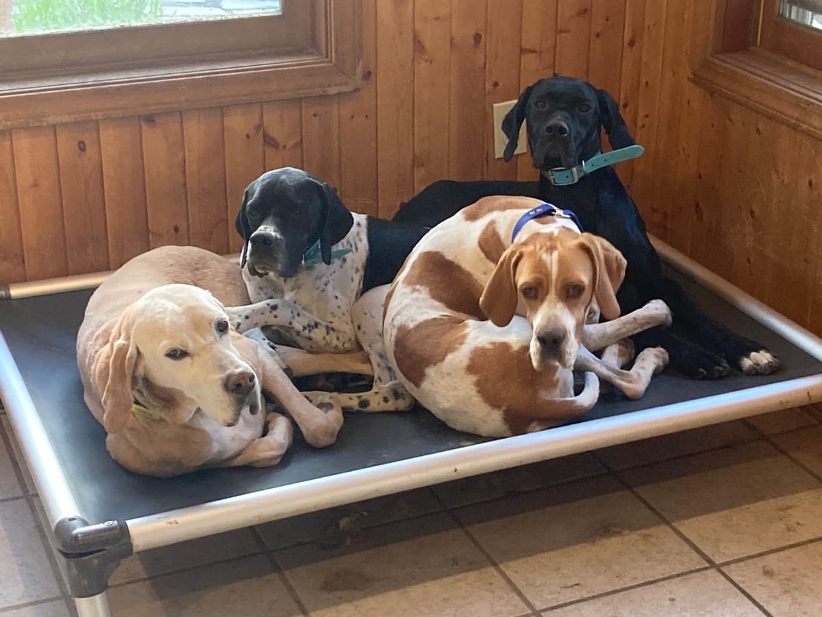 Pointer Puppies breeder image 28