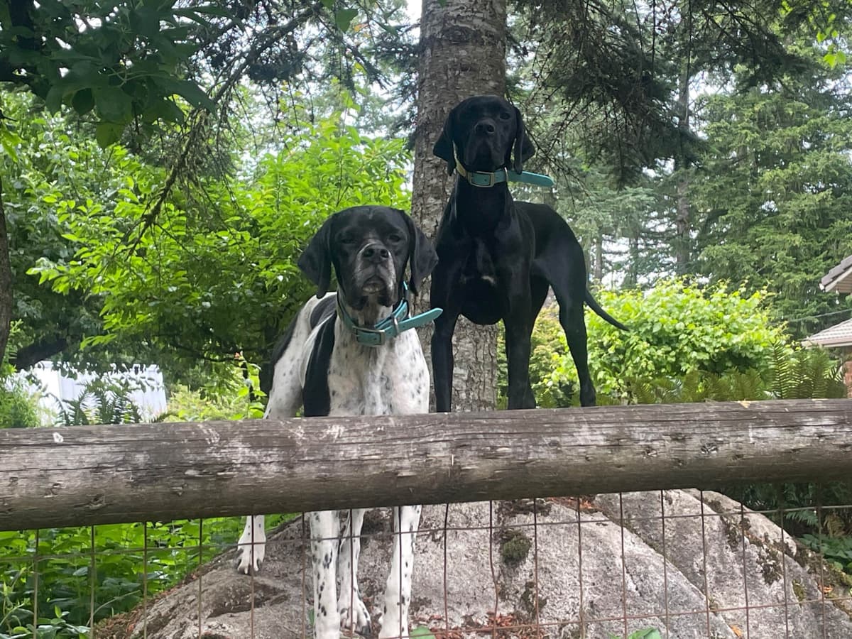 Pointer Puppies breeder image 29
