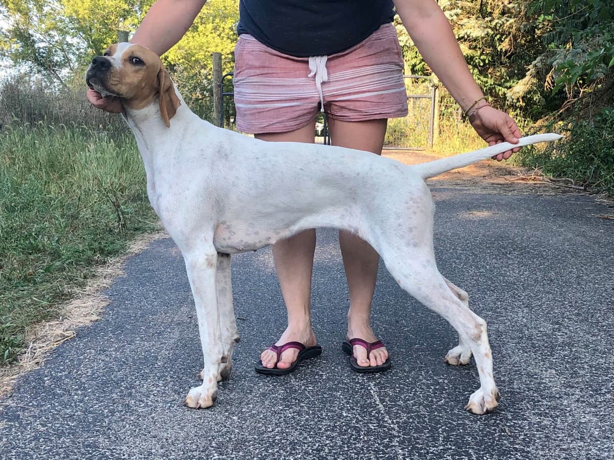 Pointer Puppies breeder image 30