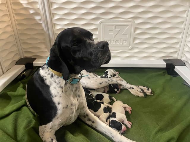 Pointer Puppies media 2