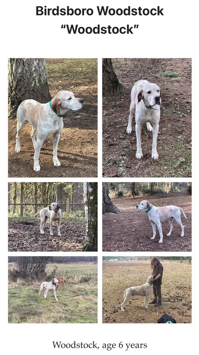 Pointer Puppies media 4