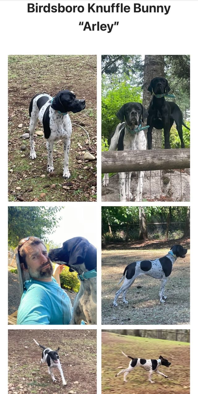 Pointer Puppies media 3