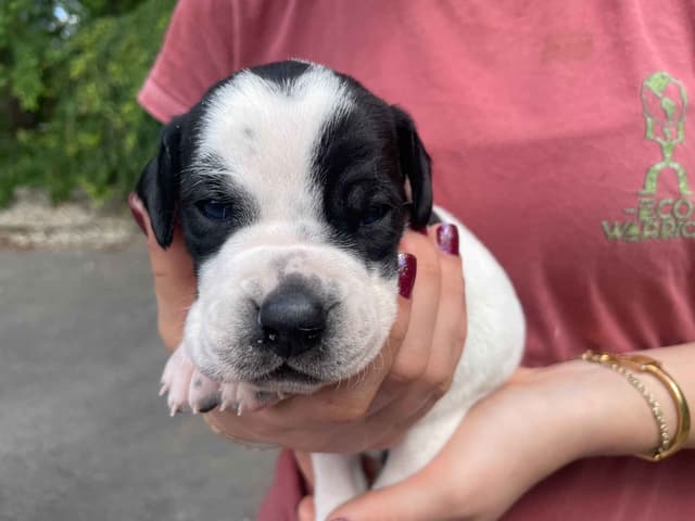 Pointer Puppies media 5