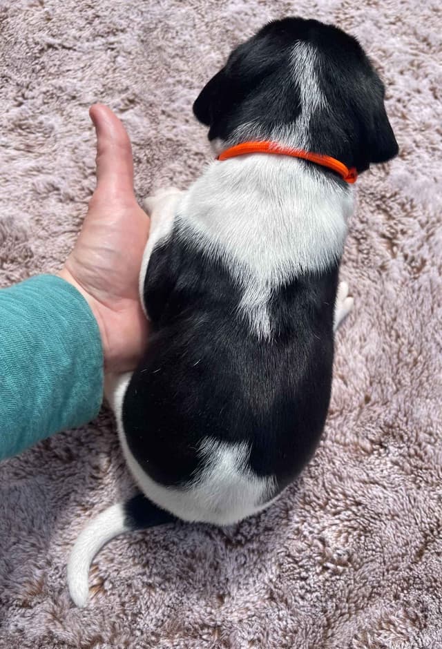 Pointer Puppies media 6