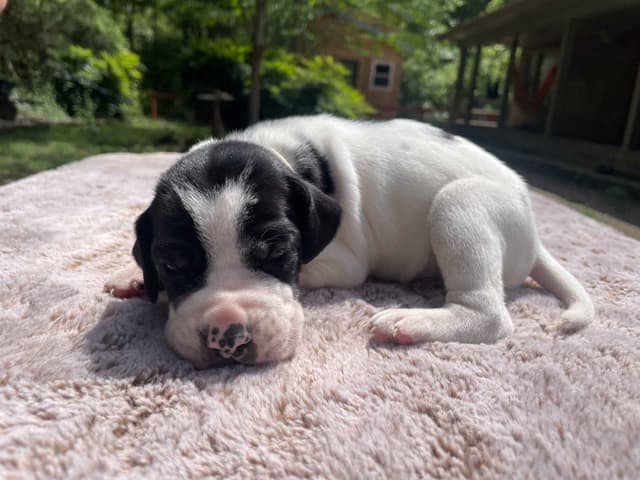 Pointer Puppies media 8