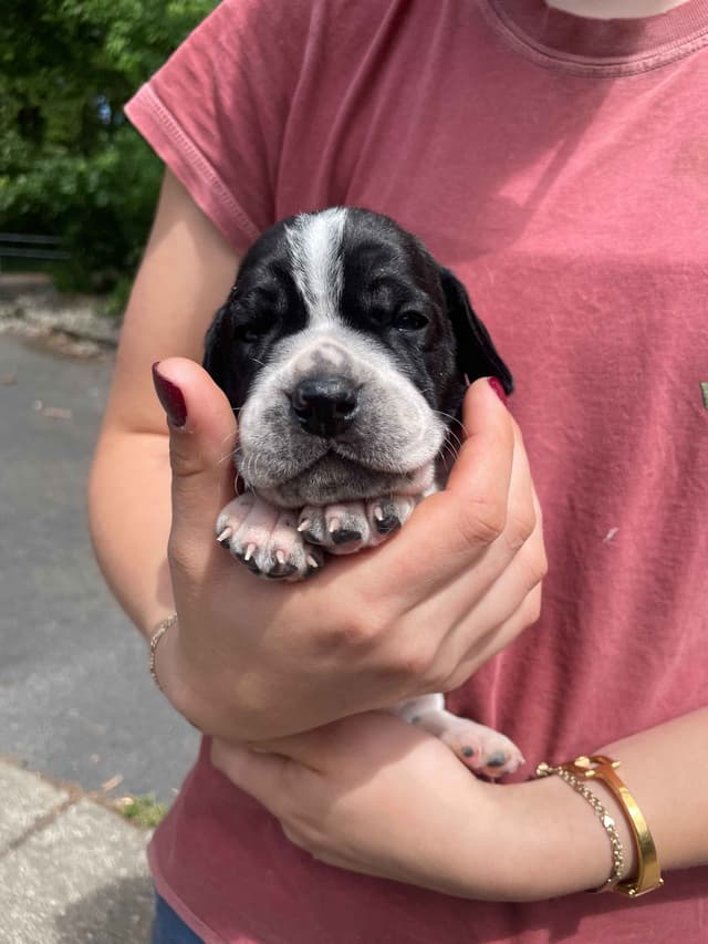 Pointer Puppies media 9