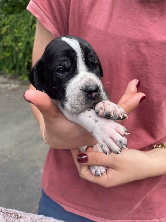 Pointer Puppies media 11
