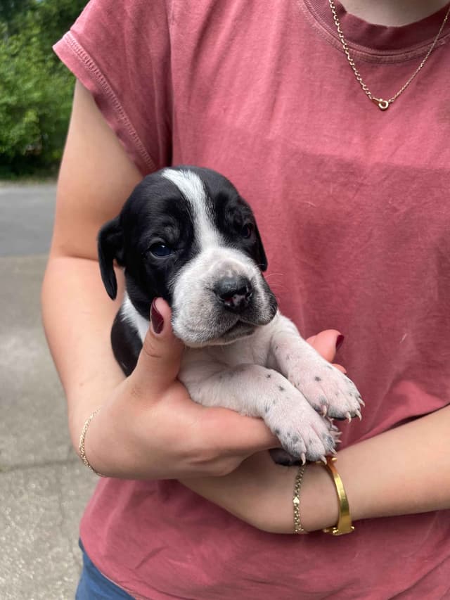 Pointer Puppies media 10