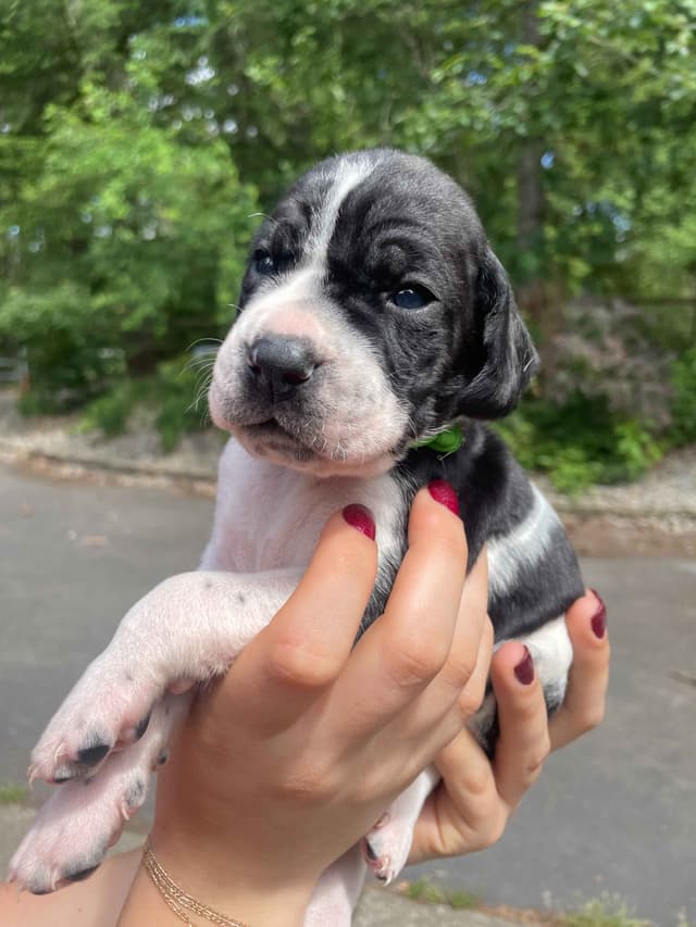Pointer Puppies media 12