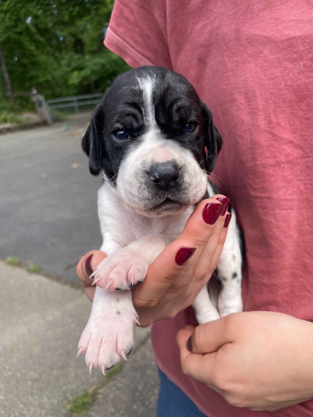 Pointer Puppies media 13