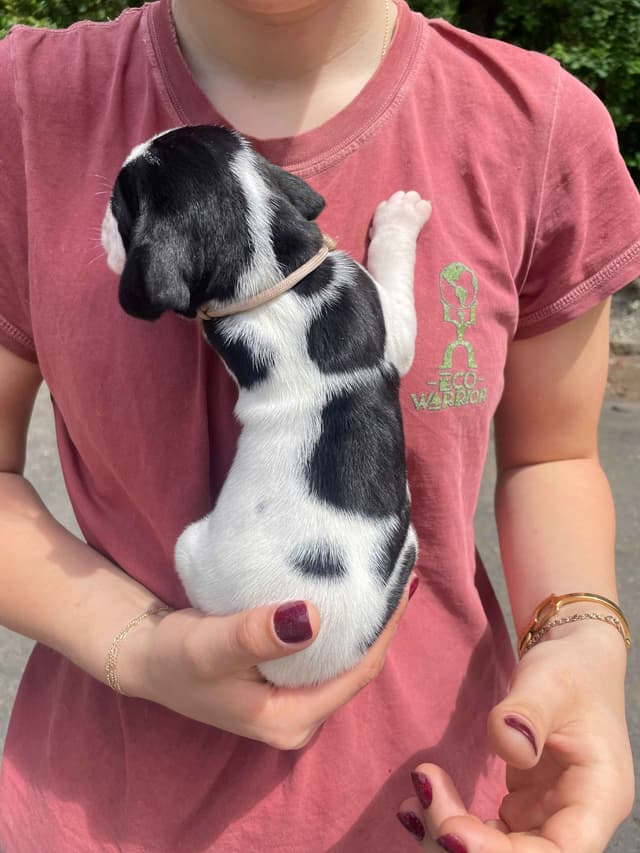 Pointer Puppies media 14