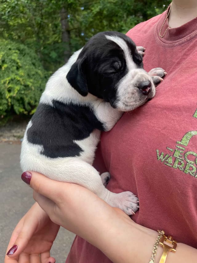 Pointer Puppies media 16