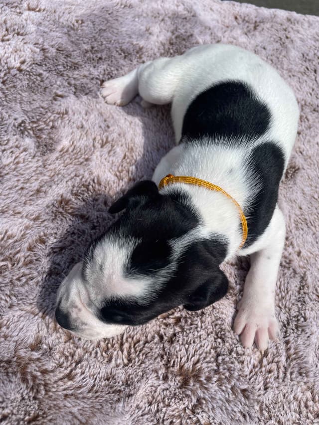 Pointer Puppies media 17