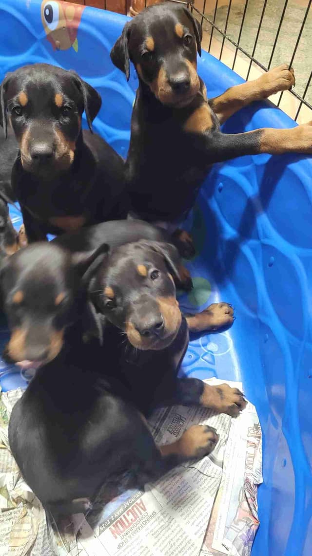 Doberman Pinscher Puppies media 2