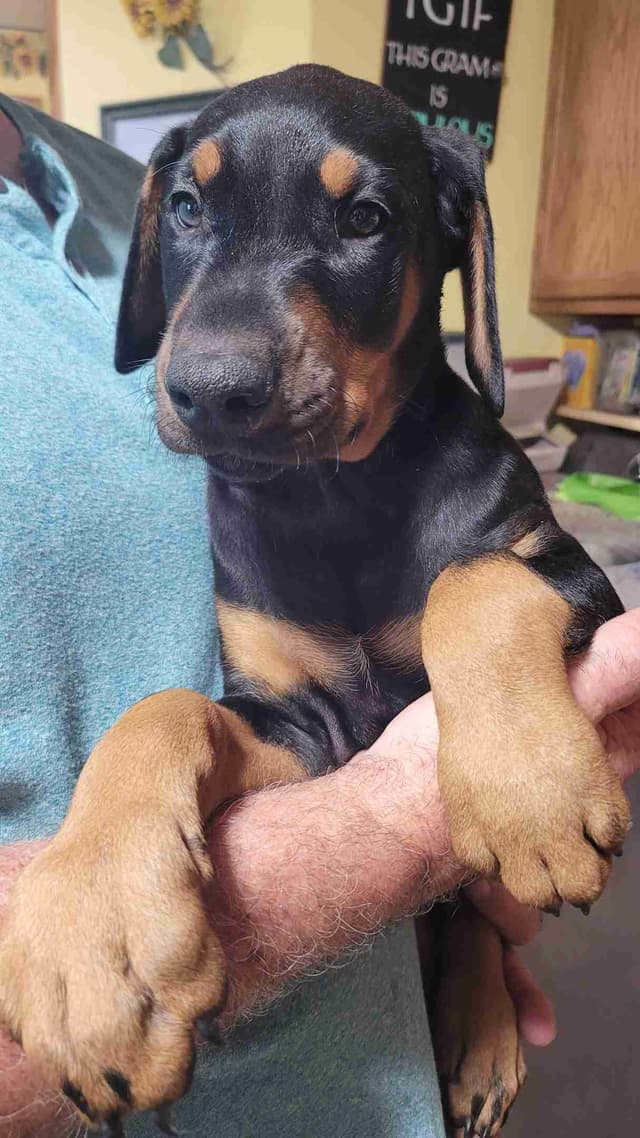 Doberman Pinscher Puppies media 3