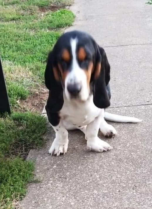 Basset Hound Puppies breeder image 1