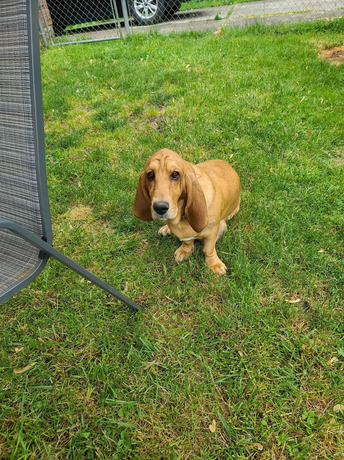 Basset Hound Puppies breeder image 2