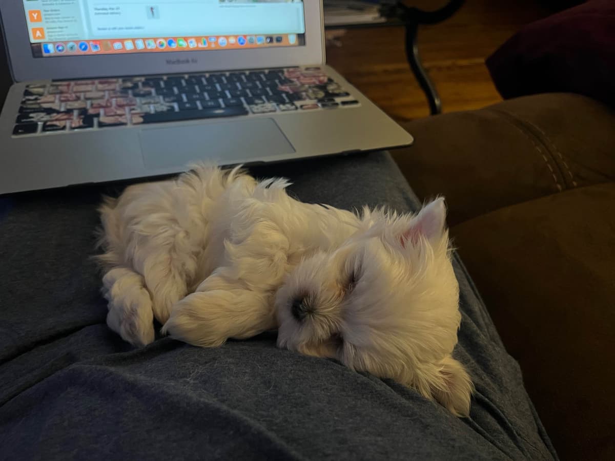 Maltese Puppies breeder image 3