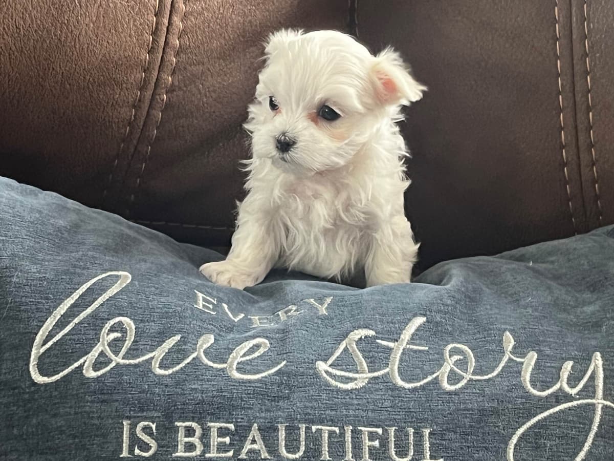 Maltese Puppies breeder image 4