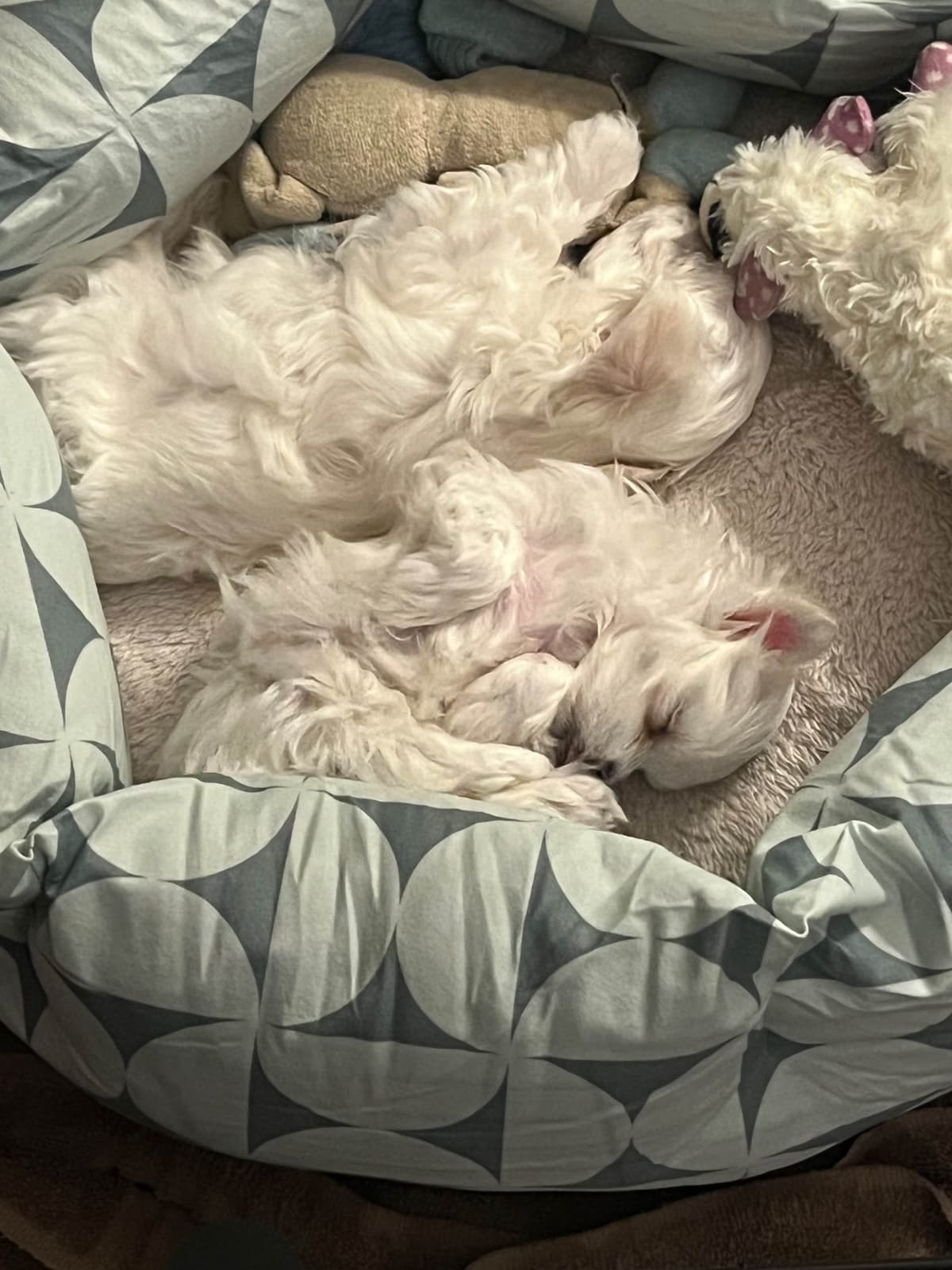 Maltese Puppies breeder image 6
