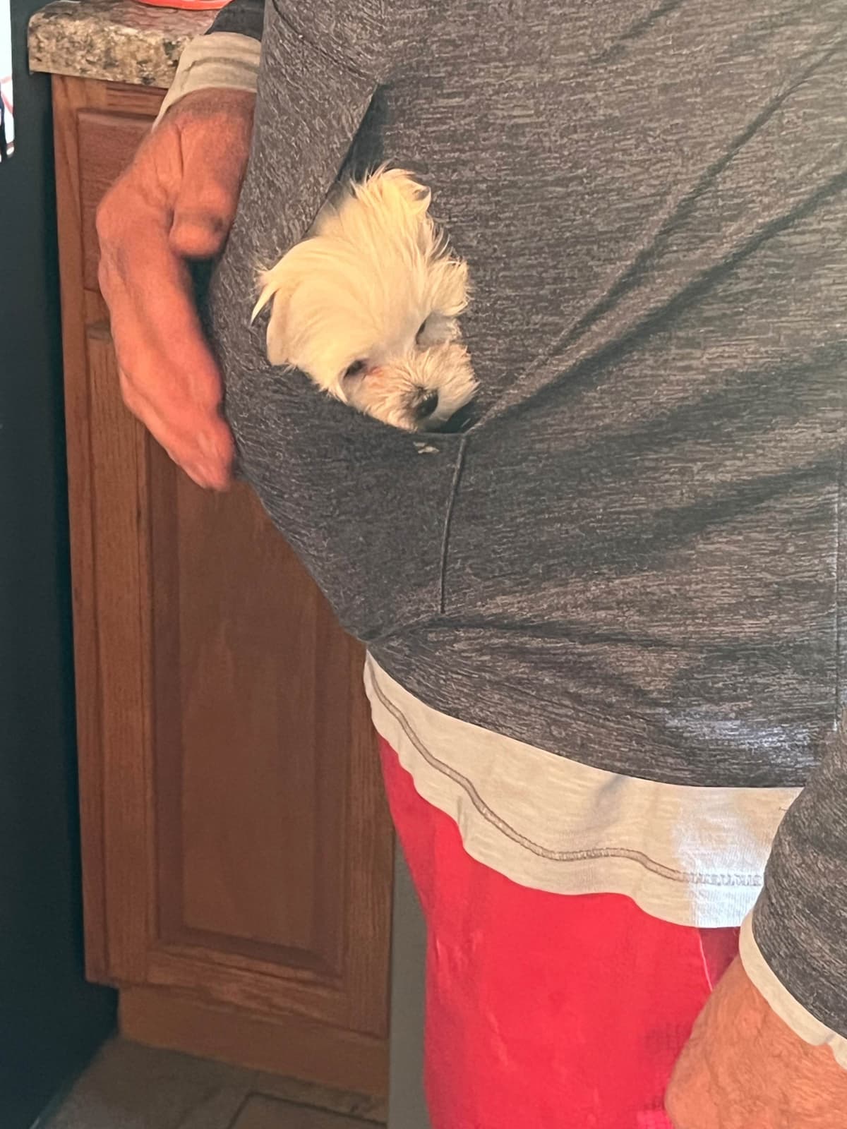 Maltese Puppies breeder image 5