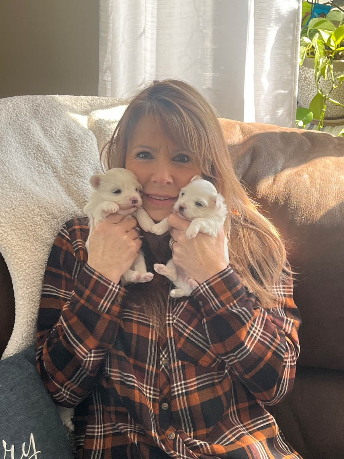 Maltese Puppies breeder image 7