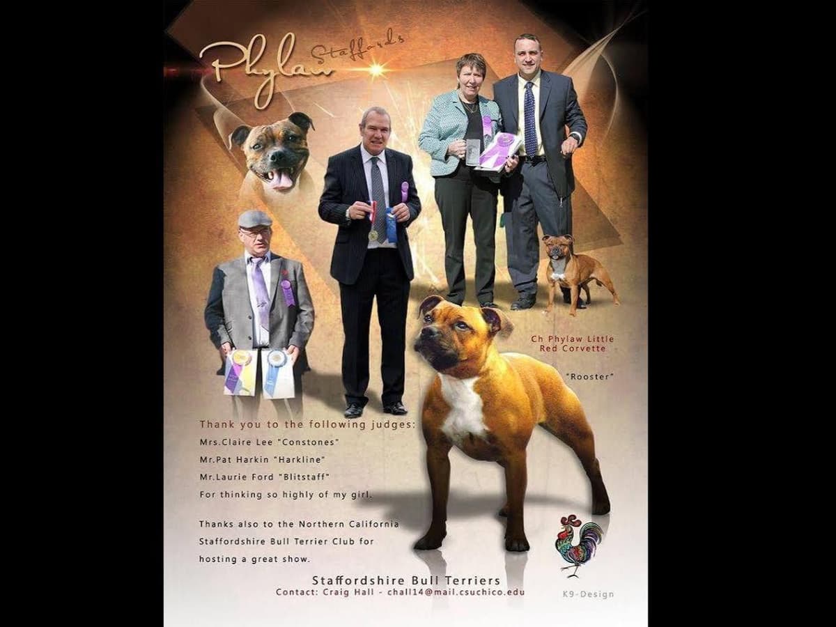 Staffordshire Bull Terrier Puppies breeder image 1