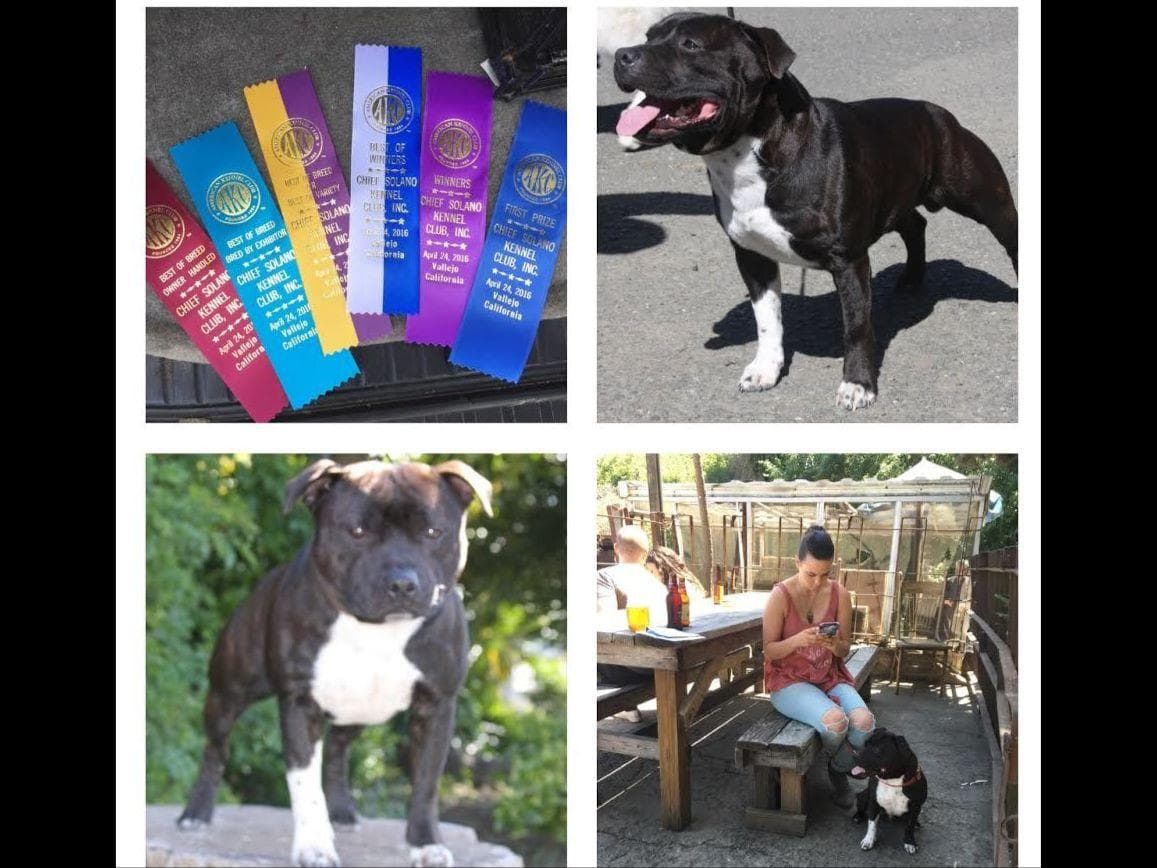 Staffordshire Bull Terrier Puppies breeder image 2