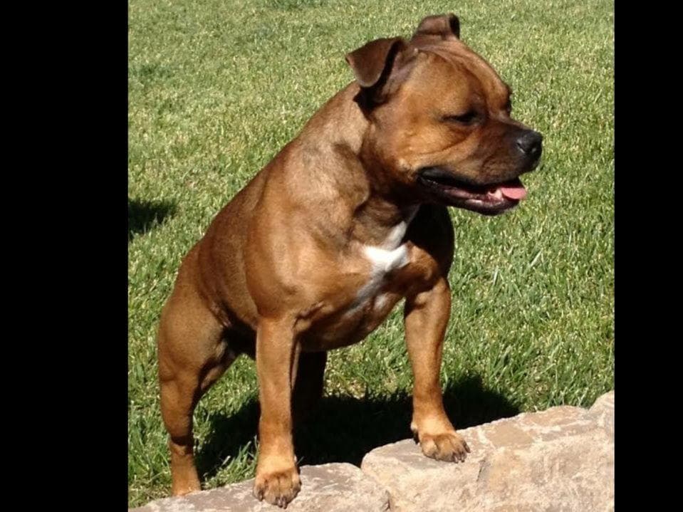 Staffordshire Bull Terrier Puppies breeder image 3