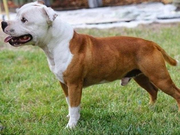 Staffordshire Bull Terrier Puppies breeder image 4