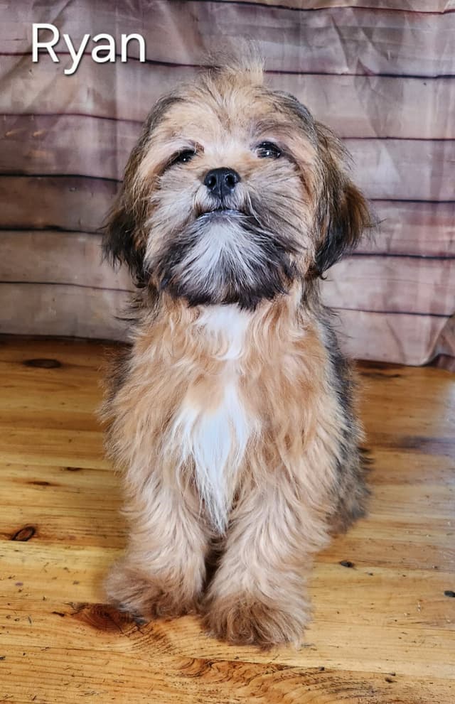 Lhasa Apso Puppies media 2