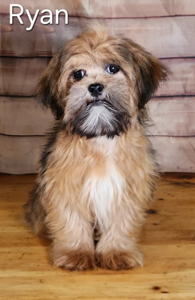 Lhasa Apso Puppies media 3