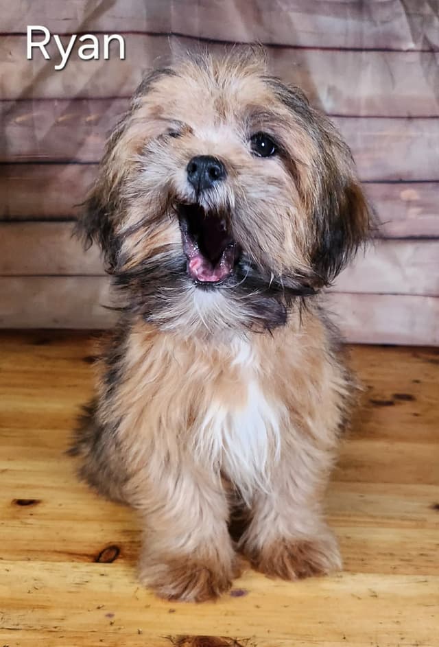 Lhasa Apso Puppies media 4