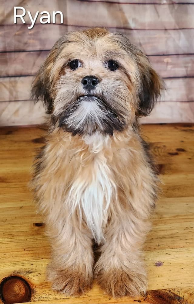 Lhasa Apso Puppies media 5