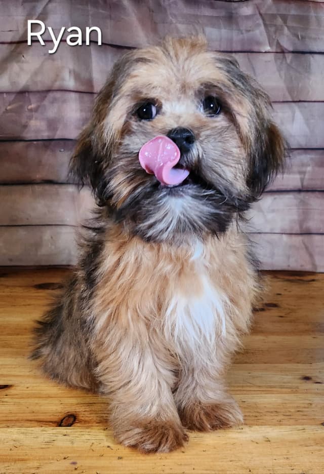 Lhasa Apso Puppies media 6