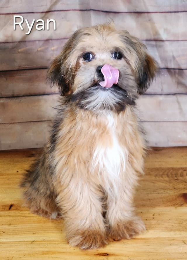 Lhasa Apso Puppies media 7