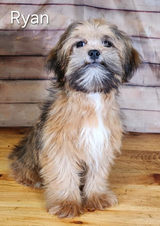 Lhasa Apso Puppies media 9