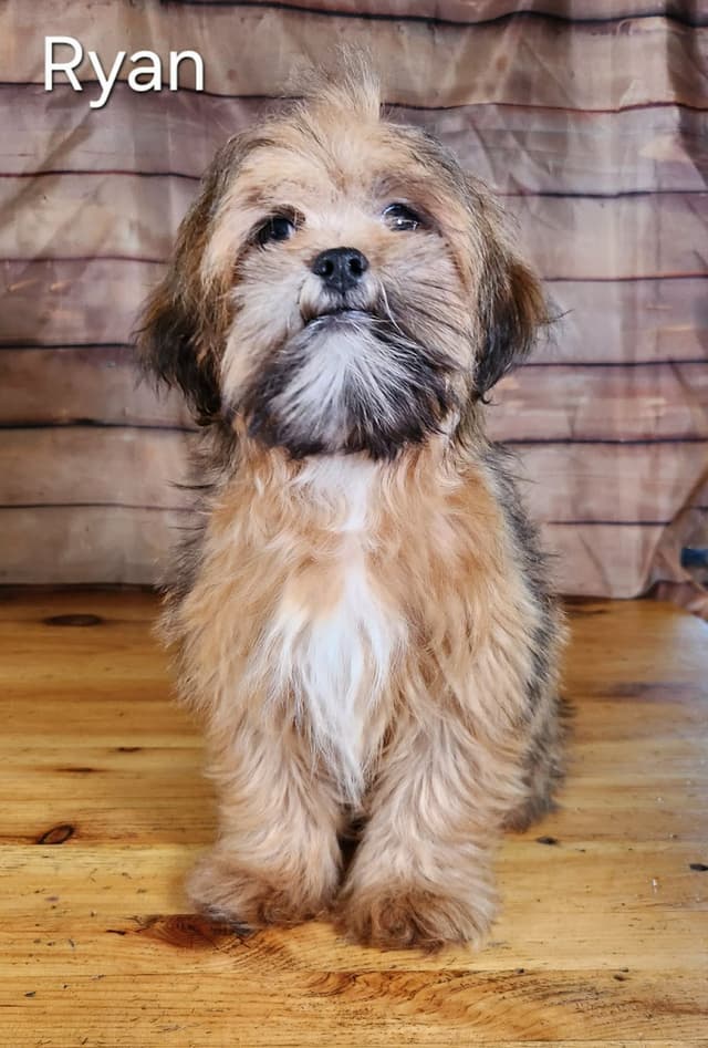 Lhasa Apso Puppies media 10