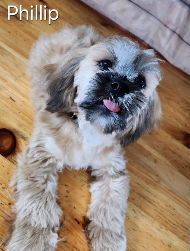 Lhasa Apso Puppies media 2