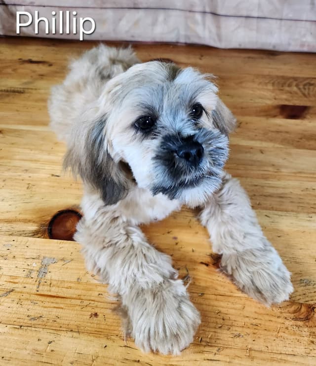 Lhasa Apso Puppies media 3
