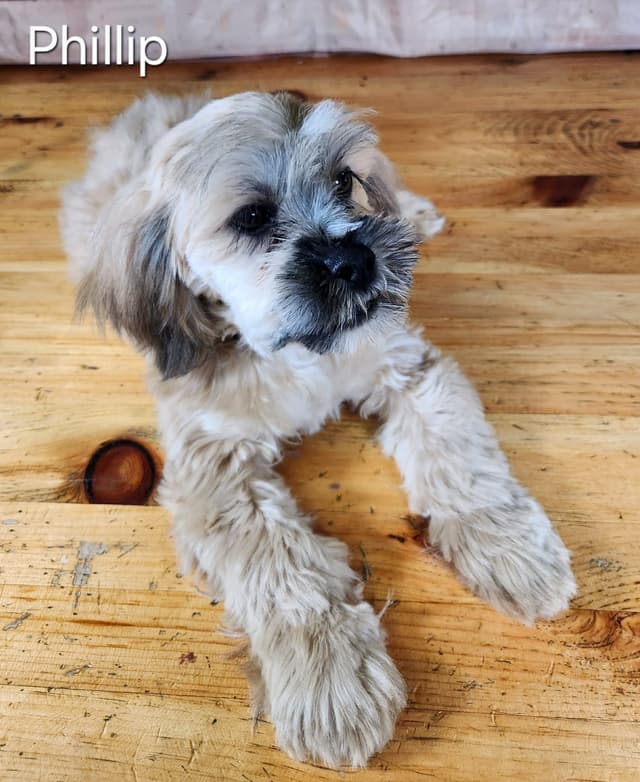 Lhasa Apso Puppies media 4