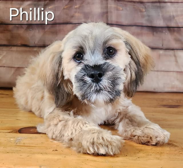 Lhasa Apso Puppies media 5