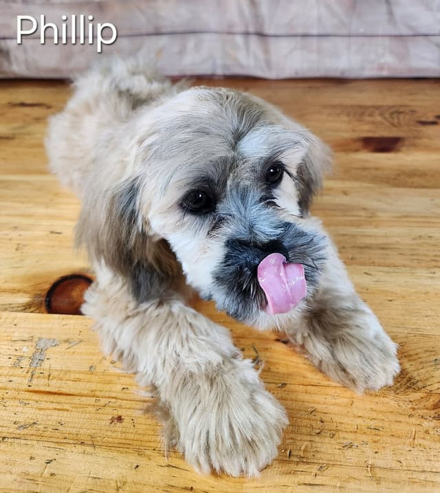 Lhasa Apso Puppies media 7