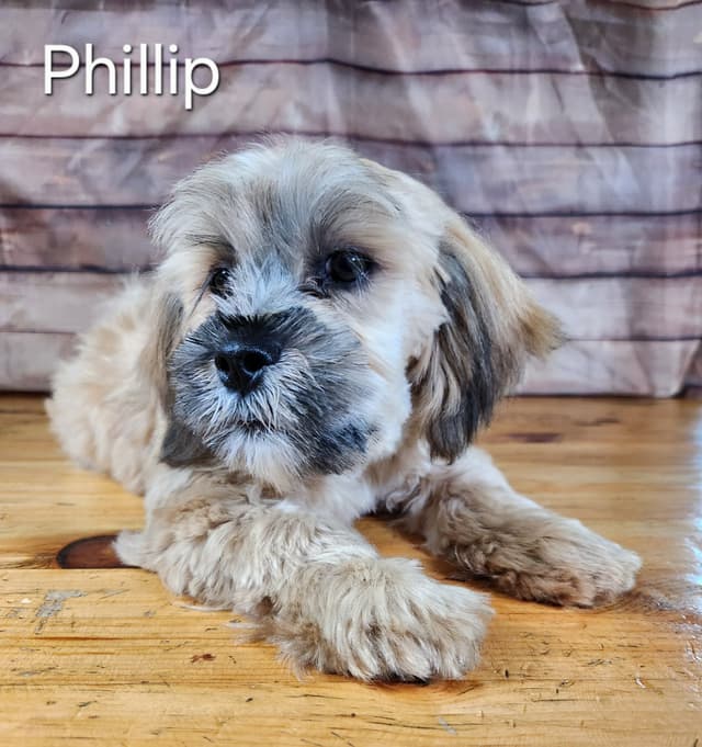 Lhasa Apso Puppies media 8