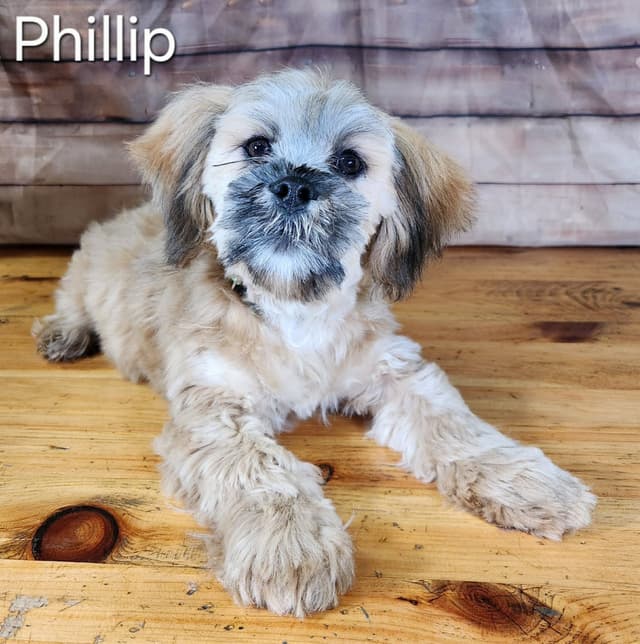 Lhasa Apso Puppies media 9