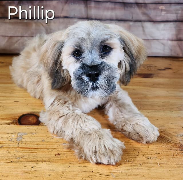 Lhasa Apso Puppies media 10