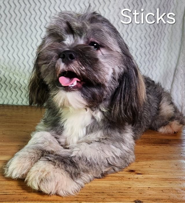Lhasa Apso Puppies media 2